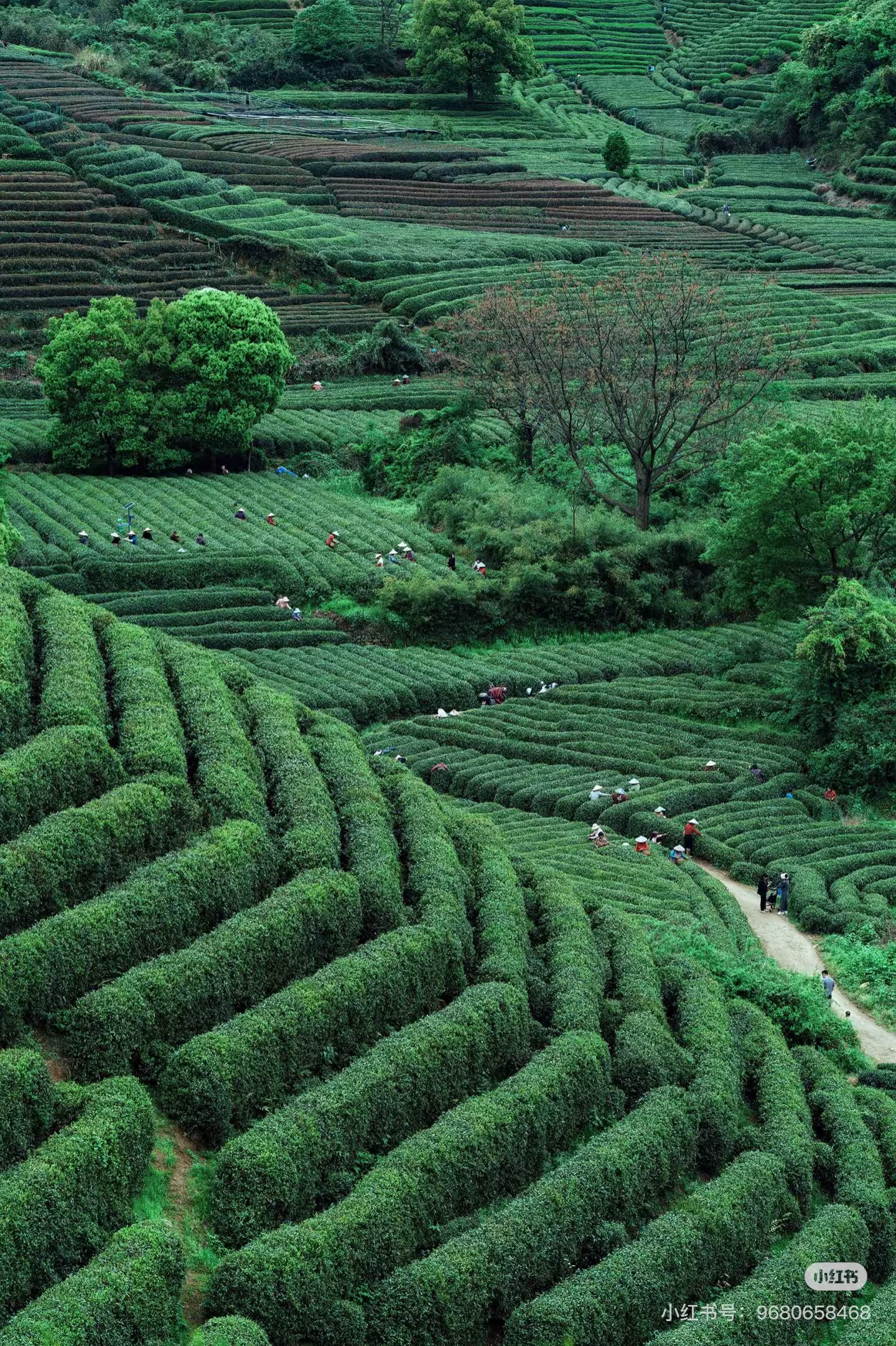 iDiMi-杭州龙坞茶镇春天